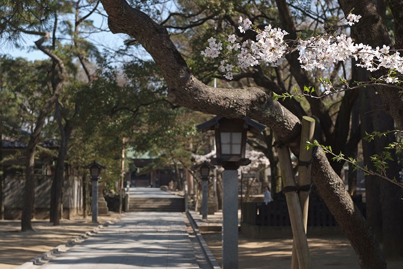 境内模様 桜の季節 - 意富比神社 船橋大神宮 公式サイト